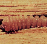 Favédőszer-koncentrátum kül- és beltérre Favédőszer-koncentrátum kül- és beltérre