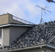 Hess le róla cinege... Hess le róla cinege...