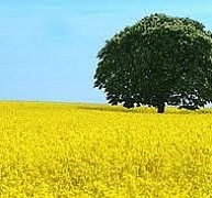 Fűtés biokomponensekkel kevert könnyűolajjal Fűtés biokomponensekkel kevert könnyűolajjal