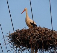 Tájépítészettel az élhető települési tájért Tájépítészettel az élhető települési tájért
